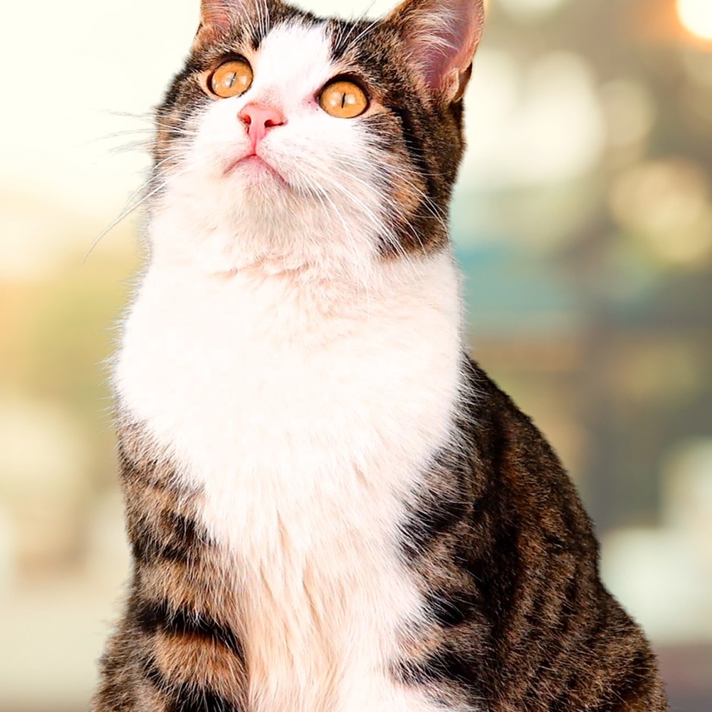 Meet your Posher, Dahlia